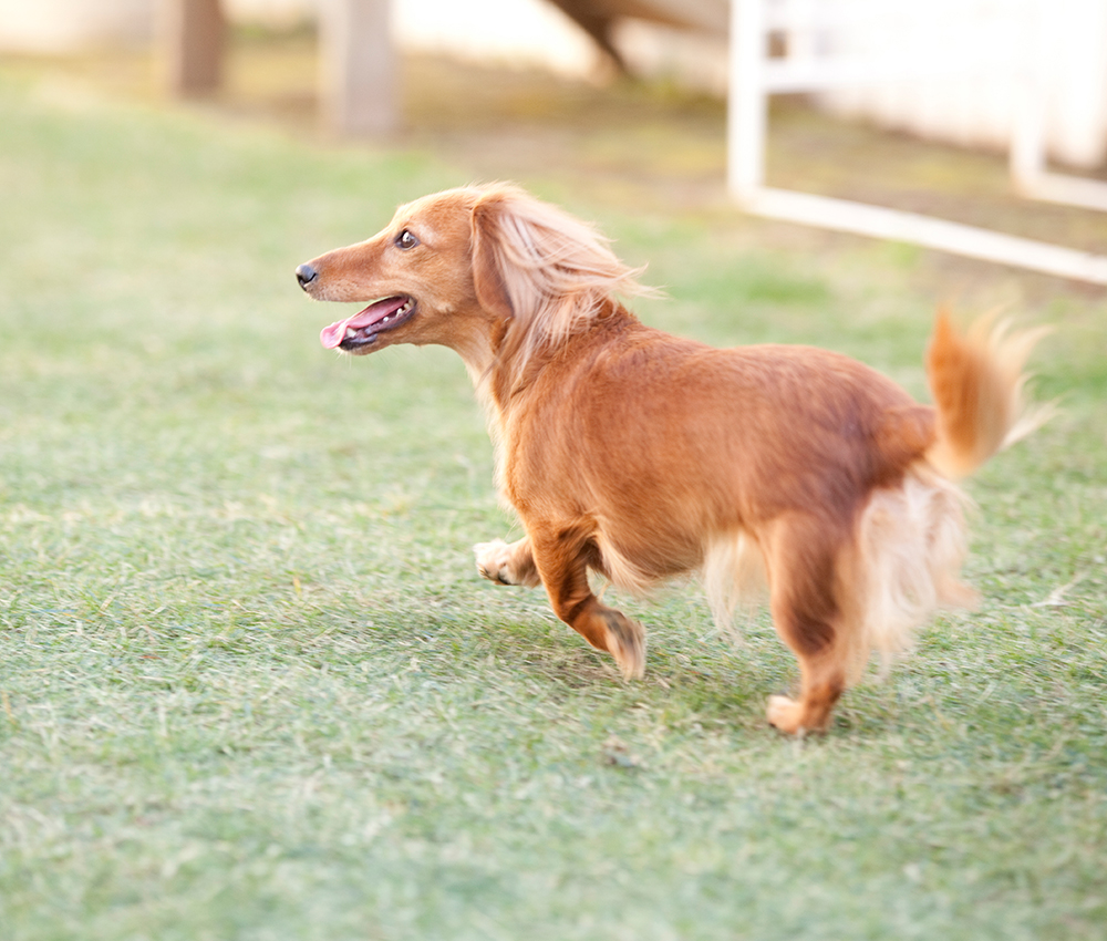 保護犬トレーニングサポートコース